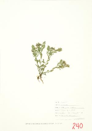  ( - JEM 022)  @11 [ ] Copyright (2009) Steven Newmaster University of Guelph BIO Herbarium