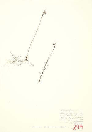  (Sisyrinchium mucronatum - JEM 018)  @11 [ ] Copyright (2009) Steven Newmaster University of Guelph BIO Herbarium