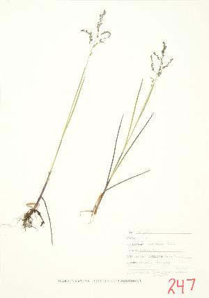  ( - JEM 025)  @11 [ ] Copyright (2009) Steven Newmaster University of Guelph BIO Herbarium