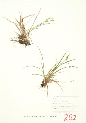  ( - JEM 032)  @11 [ ] Copyright (2009) Steven Newmaster University of Guelph BIO Herbarium