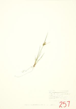  ( - JEM 015)  @11 [ ] Copyright (2009) Steven Newmaster University of Guelph BIO Herbarium