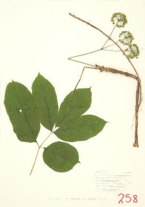  ( - UD 002)  @11 [ ] Copyright (2009) Steven Newmaster University of Guelph BIO Herbarium
