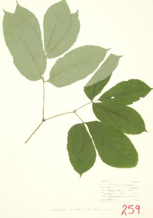  ( - UD 002)  @11 [ ] Copyright (2009) Steven Newmaster University of Guelph BIO Herbarium