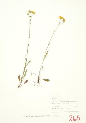  ( - JEM 027)  @11 [ ] Copyright (2009) Steven Newmaster University of Guelph BIO Herbarium