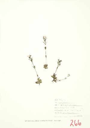  ( - JEM 028)  @11 [ ] Copyright (2009) Steven Newmaster University of Guelph BIO Herbarium