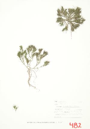  (Najas flexilis - ABM 016)  @11 [ ] Copyright (2009) Steven Newmaster University of Guelph BIO Herbarium