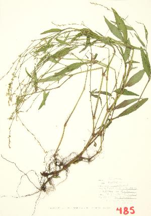  ( - ABM 003)  @11 [ ] Copyright (2009) Steven Newmaster University of Guelph BIO Herbarium
