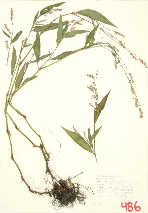 (Persicaria maculosa - ABM 004)  @11 [ ] Copyright (2009) Steven Newmaster University of Guelph BIO Herbarium