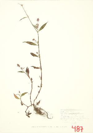  ( - ABM 025)  @11 [ ] Copyright (2009) Steven Newmaster University of Guelph BIO Herbarium