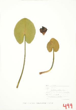  ( - ABM 040)  @11 [ ] Copyright (2009) Steven Newmaster University of Guelph BIO Herbarium