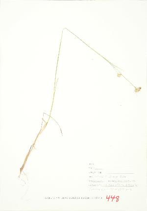  ( - JEM 123)  @11 [ ] Copyright (2009) Steven Newmaster University of Guelph BIO Herbarium