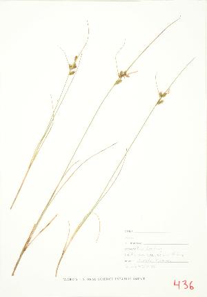  ( - JEM 106)  @11 [ ] Copyright (2009) Steven Newmaster University of Guelph BIO Herbarium