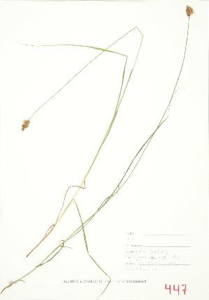  ( - JEM 124)  @11 [ ] Copyright (2009) Steven Newmaster University of Guelph BIO Herbarium