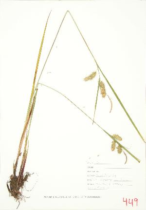  ( - JEM 122)  @11 [ ] Copyright (2009) Steven Newmaster University of Guelph BIO Herbarium