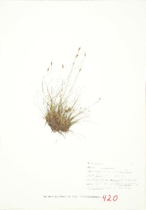 ( - JEM 142)  @11 [ ] Copyright (2009) Steven Newmaster University of Guelph BIO Herbarium