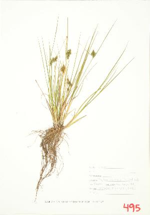  ( - ABM 035)  @11 [ ] Copyright (2009) Steven Newmaster University of Guelph BIO Herbarium