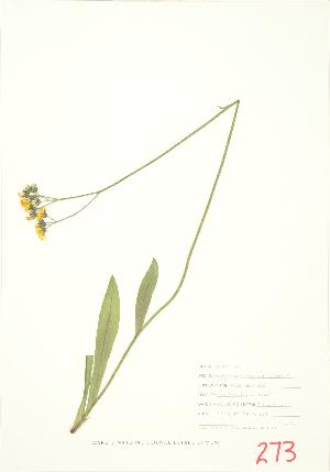  ( - JEM 042)  @11 [ ] Copyright (2009) Steven Newmaster University of Guelph BIO Herbarium