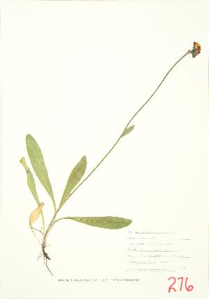 ( - JEM 041)  @11 [ ] Copyright (2009) Steven Newmaster University of Guelph BIO Herbarium