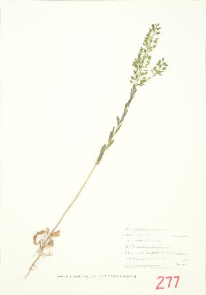  ( - JEM 039)  @11 [ ] Copyright (2009) Steven Newmaster University of Guelph BIO Herbarium