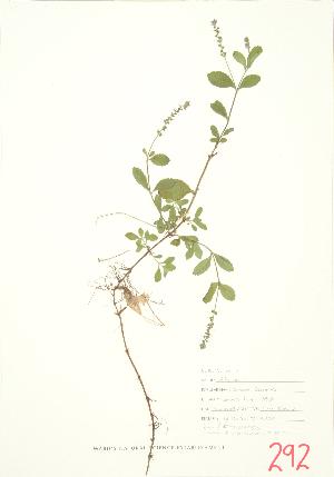  ( - JEM 055A)  @11 [ ] Copyright (2009) Steven Newmaster University of Guelph BIO Herbarium