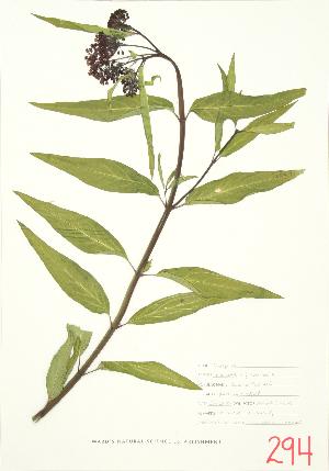 ( - MMD 025)  @11 [ ] Copyright (2009) Steven Newmaster University of Guelph BIO Herbarium