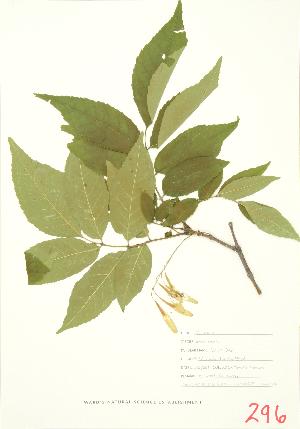  ( - MMD 017)  @11 [ ] Copyright (2009) Steven Newmaster University of Guelph BIO Herbarium