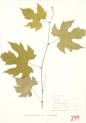  ( - UD 024A)  @11 [ ] Copyright (2009) Steven Newmaster University of Guelph BIO Herbarium