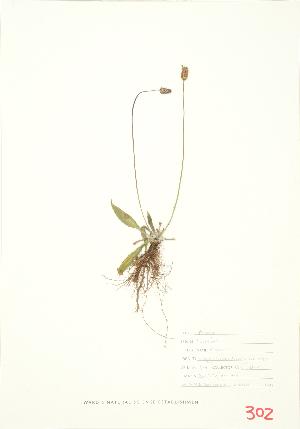  ( - UD 021)  @11 [ ] Copyright (2009) Steven Newmaster University of Guelph BIO Herbarium