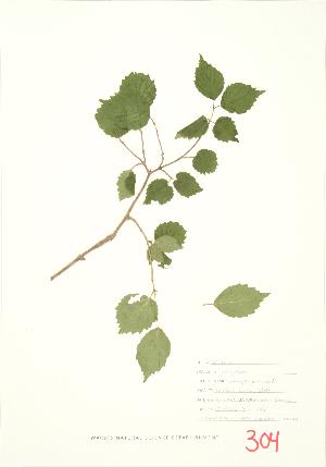  (Viburnum rafinesquianum - MMD 021)  @11 [ ] Copyright (2009) Steven Newmaster University of Guelph BIO Herbarium