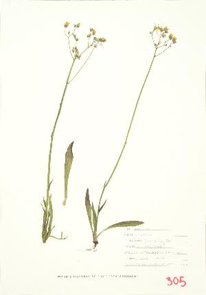  ( - MMD 026)  @11 [ ] Copyright (2009) Steven Newmaster University of Guelph BIO Herbarium