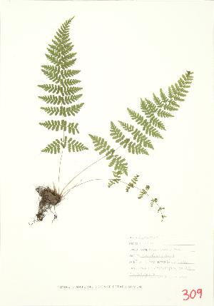  ( - UD 017)  @11 [ ] Copyright (2009) Steven Newmaster University of Guelph BIO Herbarium