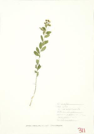  ( - MMD 023)  @13 [ ] Copyright (2009) Steven Newmaster University of Guelph BIO Herbarium
