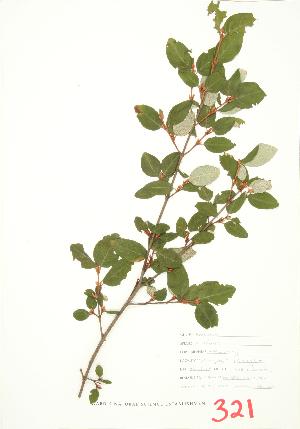  ( - MMD 042)  @11 [ ] Copyright (2009) Steven Newmaster University of Guelph BIO Herbarium