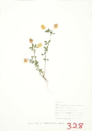  ( - JEM 075)  @11 [ ] Copyright (2009) Steven Newmaster University of Guelph BIO Herbarium
