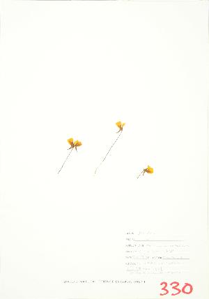  (Utricularia cornuta - JEM 082B)  @11 [ ] Copyright (2009) Steven Newmaster University of Guelph BIO Herbarium