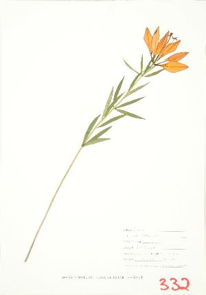  ( - JEM 076)  @11 [ ] Copyright (2009) Steven Newmaster University of Guelph BIO Herbarium