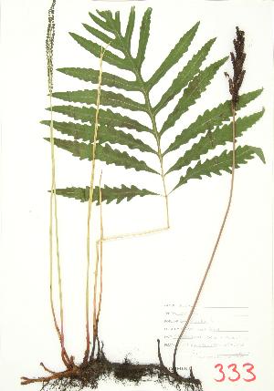  ( - JEM 065)  @11 [ ] Copyright (2009) Steven Newmaster University of Guelph BIO Herbarium