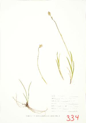  (Tofieldia glutinosa - JEM 085)  @11 [ ] Copyright (2009) Steven Newmaster University of Guelph BIO Herbarium