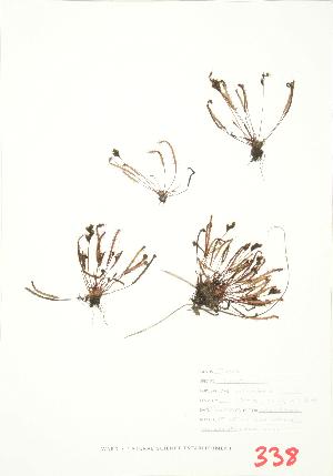  ( - JEM 084)  @11 [ ] Copyright (2009) Steven Newmaster University of Guelph BIO Herbarium