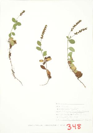  ( - JEM 055A)  @11 [ ] Copyright (2009) Steven Newmaster University of Guelph BIO Herbarium