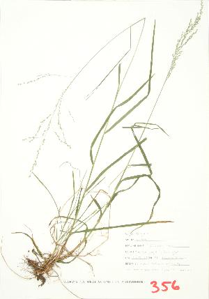  ( - MMD 045)  @11 [ ] Copyright (2009) Steven Newmaster University of Guelph BIO Herbarium