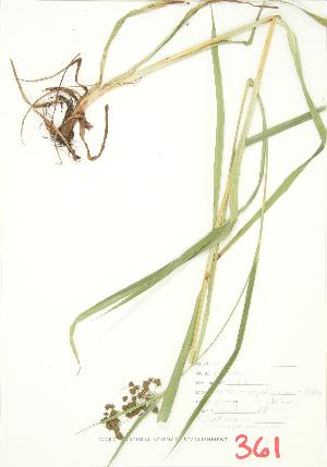  ( - JEM 061)  @11 [ ] Copyright (2009) Steven Newmaster University of Guelph BIO Herbarium