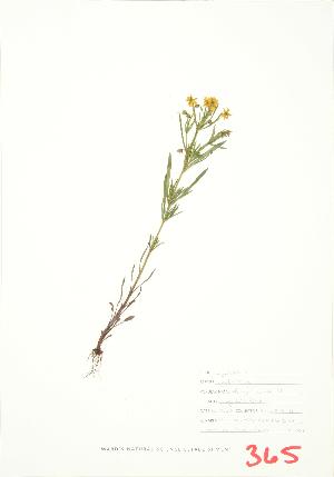  (Lysimachia quadriflora - JEM 057)  @11 [ ] Copyright (2009) Steven Newmaster University of Guelph BIO Herbarium
