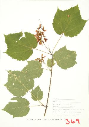  ( - JEM 049)  @11 [ ] Copyright (2009) Steven Newmaster University of Guelph BIO Herbarium