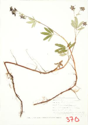  (Comarum - UD 024B)  @11 [ ] Copyright (2009) Steven Newmaster University of Guelph BIO Herbarium