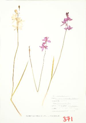  (Calopogon tuberosus - UD 028)  @11 [ ] Copyright (2009) Steven Newmaster University of Guelph BIO Herbarium