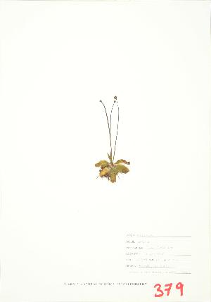  ( - UD 014)  @11 [ ] Copyright (2009) Steven Newmaster University of Guelph BIO Herbarium