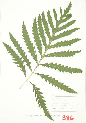  ( - JEM 065)  @11 [ ] Copyright (2009) Steven Newmaster University of Guelph BIO Herbarium