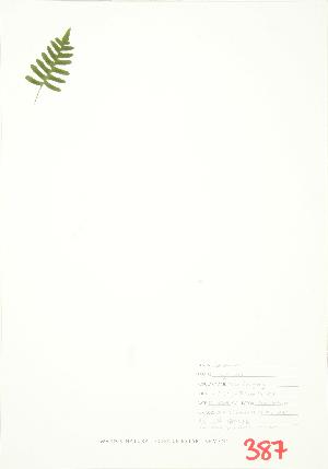  ( - JEM 051B)  @11 [ ] Copyright (2009) Steven Newmaster University of Guelph BIO Herbarium