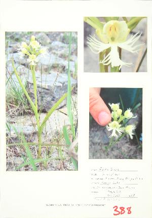  (Platanthera leucophaea - JEM 055B)  @11 [ ] Copyright (2009) Steven Newmaster University of Guelph BIO Herbarium